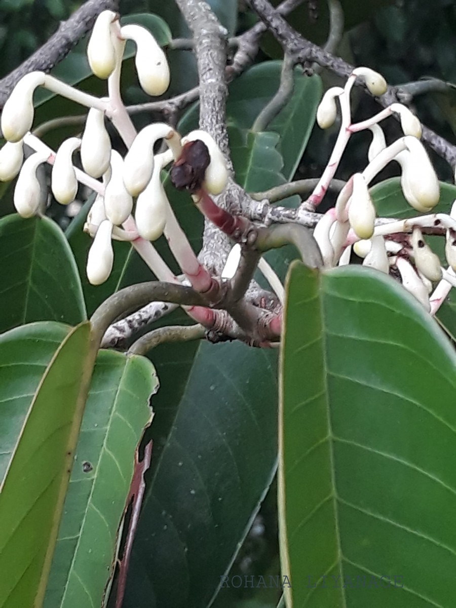 Doona macrophylla Thwaites